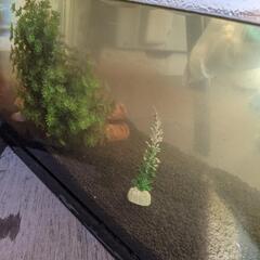 ドジョウ　水槽セット　差し上げますの画像