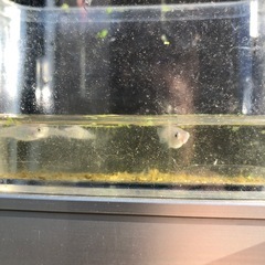 マリンブルーメダカ稚魚10匹の画像