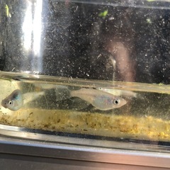 マリンブルーメダカ稚魚10匹の画像