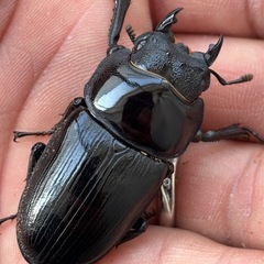 山梨県産オオクワガタの画像