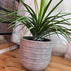 東谷 フェイクグリーン ミニパイナップル GRN-12 植木鉢つきの画像