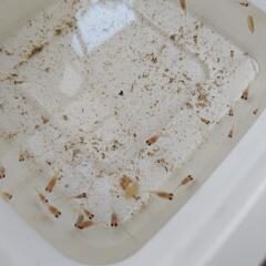 ダルマメダカ親子セットの画像