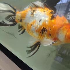 金魚 3色金魚の画像