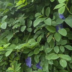 バタフライピーの種《100粒+・無農薬・沖縄産》の画像