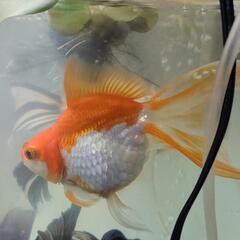 金魚①の画像