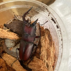 ノコギリクワガタ♂の画像