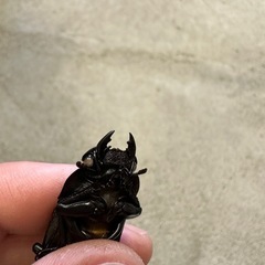 オオクワガタ（ホワイトアイ血統）幼虫の画像