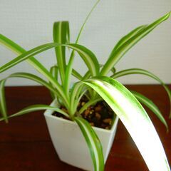 オリヅルラン　観葉植物の画像