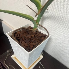 モンステラの画像