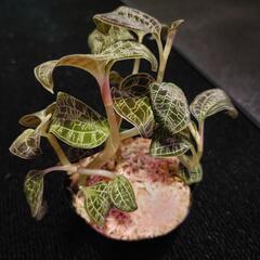 マコデスペトラ ブラックタイプ 1株2000円 ジュエルオーキッド 観葉植物の画像