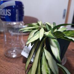 ホヤの画像