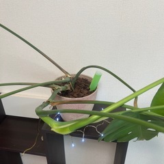 モンステラ２個目
の画像