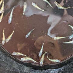 ネプチューンメダカ5匹の画像