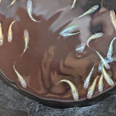 ネプチューンメダカ5匹の画像