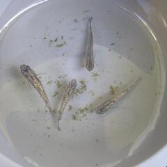 サファイアめだかの稚魚の画像