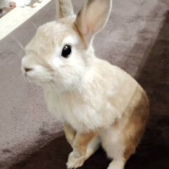 里親様決定しました。ありがとうございます★至急8/1まで★うさぎ...