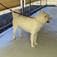 秋田犬