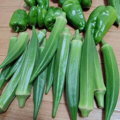 お野菜８点の画像