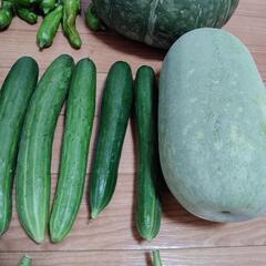 お野菜８点の画像