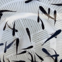 メダカ　サタン　成魚　10匹③の画像