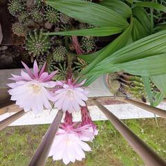 サボテン抜き苗の画像