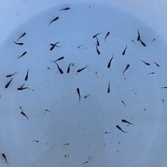 メダカ　サタン　稚魚　20匹③の画像