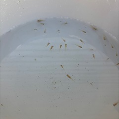 メダカ　楊貴妃　稚魚　20匹③の画像