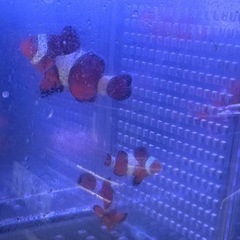 引取限定　沖縄産　カクレクマノミ　ファミリー　3匹　天然　ワイルド　沖縄　海水魚の画像