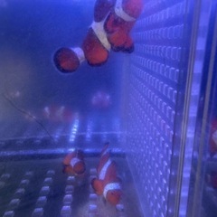 引取限定　沖縄産　カクレクマノミ　ファミリー　3匹　天然　ワイルド　沖縄　海水魚の画像