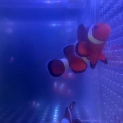 引取限定　沖縄産　カクレクマノミ　ファミリー　3匹　天然　ワイルド　沖縄　海水魚の画像