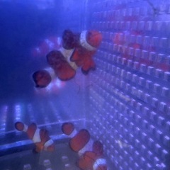 引取限定　沖縄産　カクレクマノミ　ファミリー　3匹　天然　ワイルド　沖縄　海水魚の画像