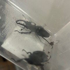 ミヤマクワガタ　オスメスの画像