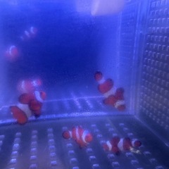 引取限定　カクレクマノミ　ファミリー　4匹　天然　ワイルド　沖縄　海水魚の画像