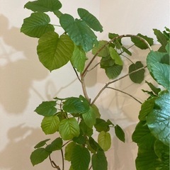フィカス　ウンベラータの画像