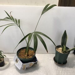観葉植物3セット付きの画像
