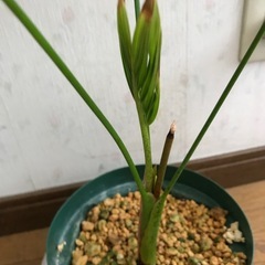 観葉植物3セット付きの画像