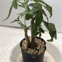 観葉植物3セット付きの画像