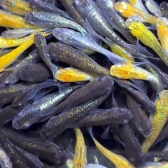 めだか　20匹➕α　ミックス　【画像同等】　メダカ　若魚の画像