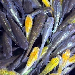 めだか　20匹➕α　ミックス　【画像同等】　メダカ　若魚の画像