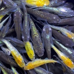 めだか　20匹➕α　ミックス　【画像同等】　メダカ　若魚の画像