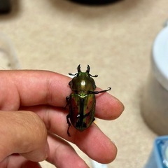 ニジイロクワガタ成虫ペアの画像