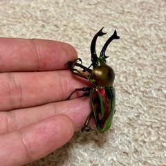 ニジイロクワガタ成虫ペアの画像
