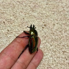 ニジイロクワガタ成虫ペアの画像