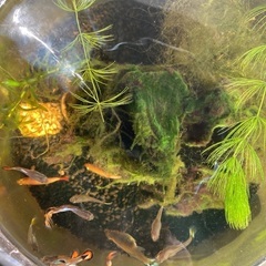 グッピー稚魚の画像