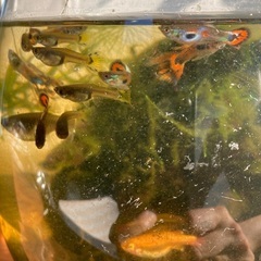 グッピー稚魚の画像