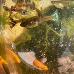 グッピー稚魚の画像
