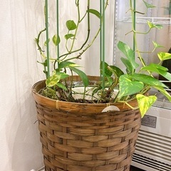 ポトス　あげます！の画像