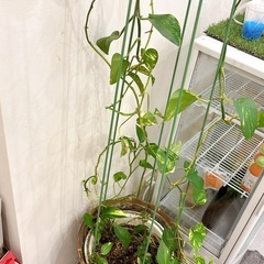ポトス　あげます！の画像