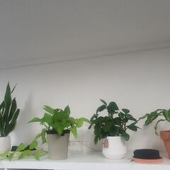 【直接引き取り限定】オフィスチェアと観葉植物の画像