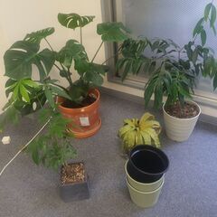 【直接引き取り限定】オフィスチェアと観葉植物の画像